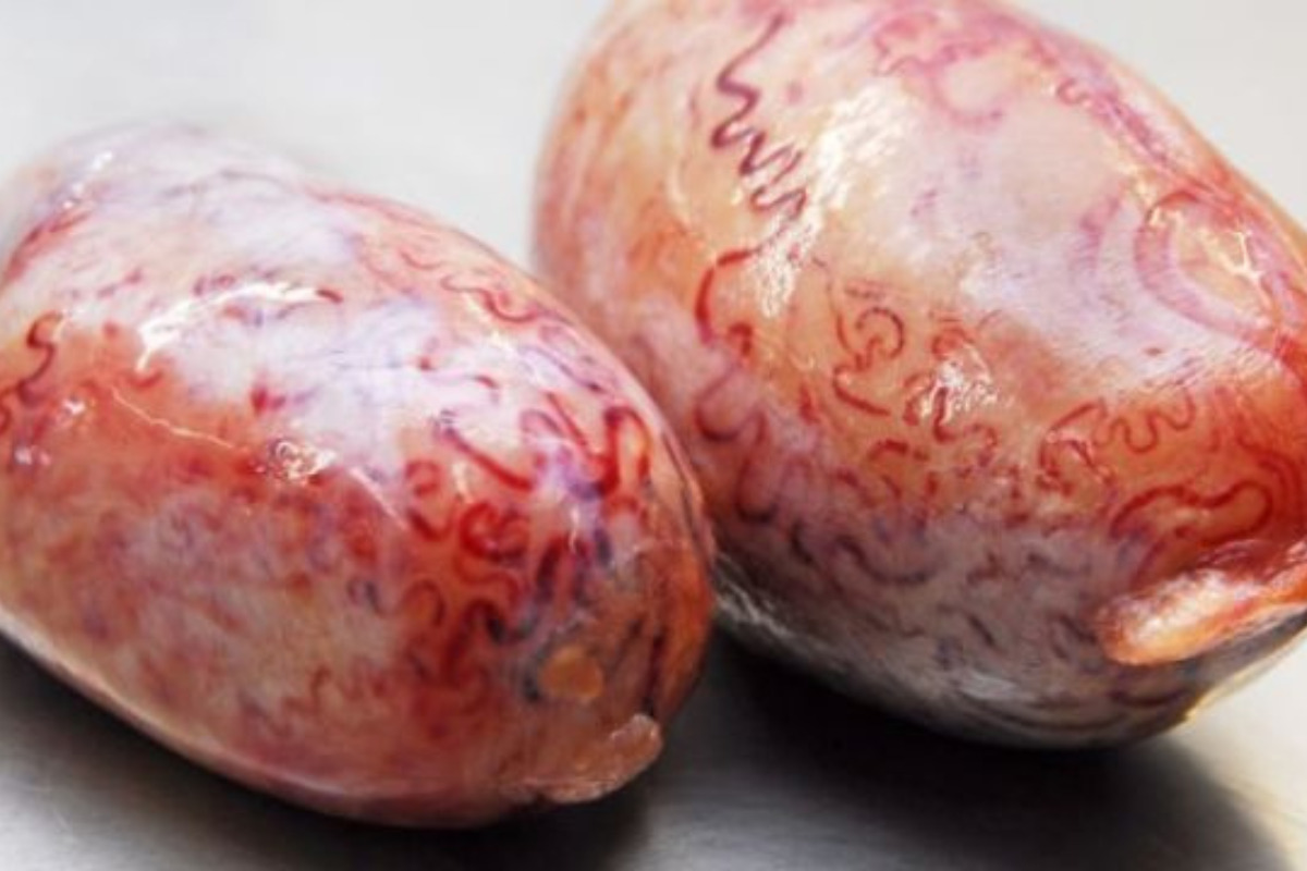 Receita de Bago de Boi