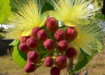 Pequi: entenda os possíveis benefícios do chá da folha