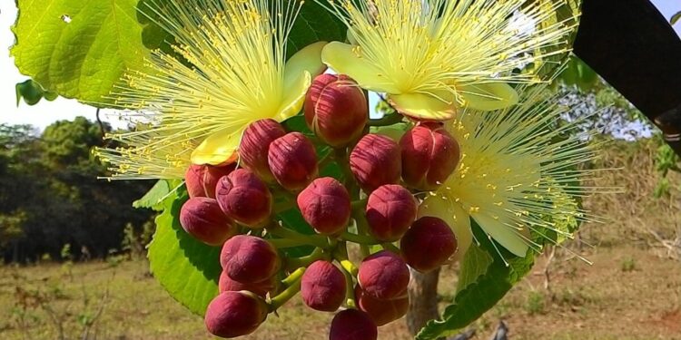 Pequi: entenda os possíveis benefícios do chá da folha