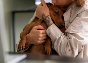 Eutanásia em pets: entenda quando é indicada e como funciona