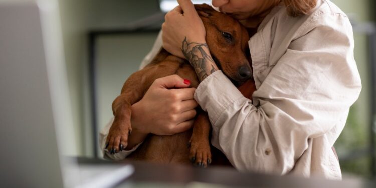 Eutanásia em pets: entenda quando é indicada e como funciona