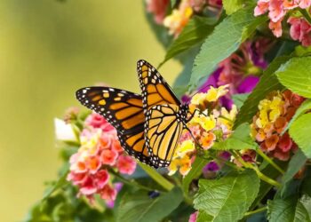 Jardim em casa: descubra a Lantana, a flor resistente que atrai borboletas