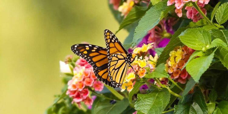 Jardim em casa: descubra a Lantana, a flor resistente que atrai borboletas