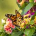 Jardim em casa: descubra a Lantana, a flor resistente que atrai borboletas