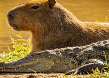 Harmonia Entre Jacarés e Capivaras Intriga Observadores no Brasil