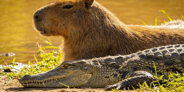 Harmonia Entre Jacarés e Capivaras Intriga Observadores no Brasil
