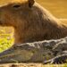 Harmonia Entre Jacarés e Capivaras Intriga Observadores no Brasil