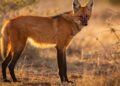 Lobo-guará: O Canídeo Brasileiro de Pernas Longas e Latido Potente