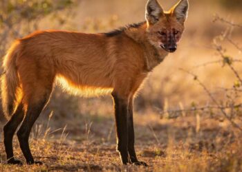 Lobo-guará: O Canídeo Brasileiro de Pernas Longas e Latido Potente