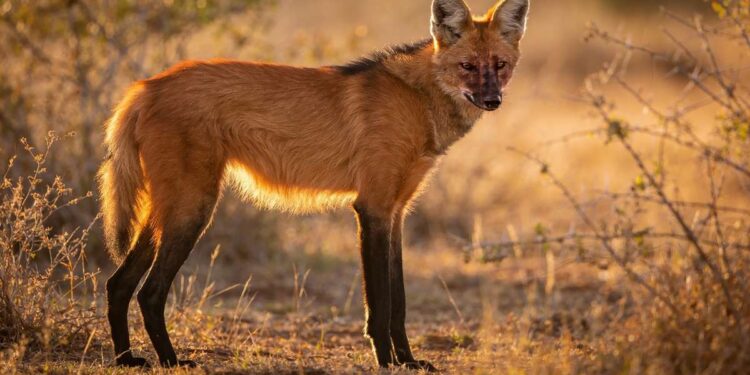 Lobo-guará: O Canídeo Brasileiro de Pernas Longas e Latido Potente