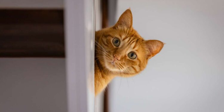 Estudos Revelam que Gatos Reconhecem Seus Nomes