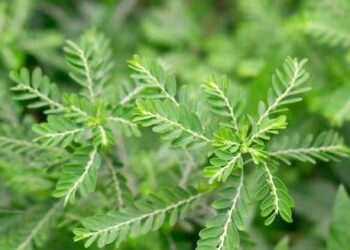 SUS Desenvolve Fitoterápico Inédito para Pedra nos Rins com ‘Quebra-Pedra’