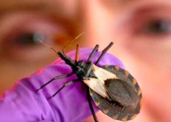 Entenda a Doença de Chagas: Sintomas, Transmissão e Prevenção