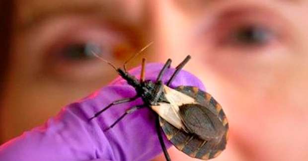 Entenda a Doença de Chagas: Sintomas, Transmissão e Prevenção