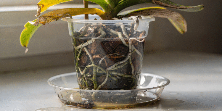 Por que as folhas da orquídea ficam amarelas e moles após rega