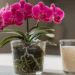 Como a Água de Arroz Pode Transformar a Floração das Orquídeas
