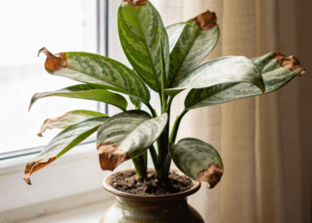 Pontas Secas nas Folhas: O Que Elas Revelam Sobre Sua Planta