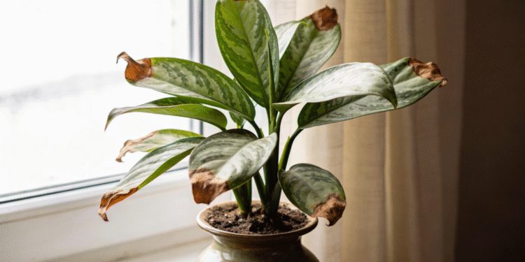 Pontas Secas nas Folhas: O Que Elas Revelam Sobre Sua Planta