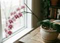 Phalaenopsis ou Cattleya: Qual Orquídea se Adapta Melhor ao Seu Apartamento