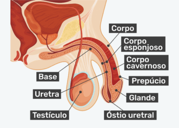 Anatomia e Problemas Comuns do Pênis: Tudo que Você Precisa Saber