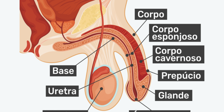 Anatomia e Problemas Comuns do Pênis: Tudo que Você Precisa Saber