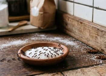 Truque Caseiro com Cravo Elimina Pernilongos e Insetos