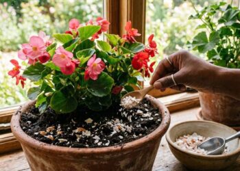 Casca de Ovo: Como Reaproveitar no Jardim para Melhorar o Solo