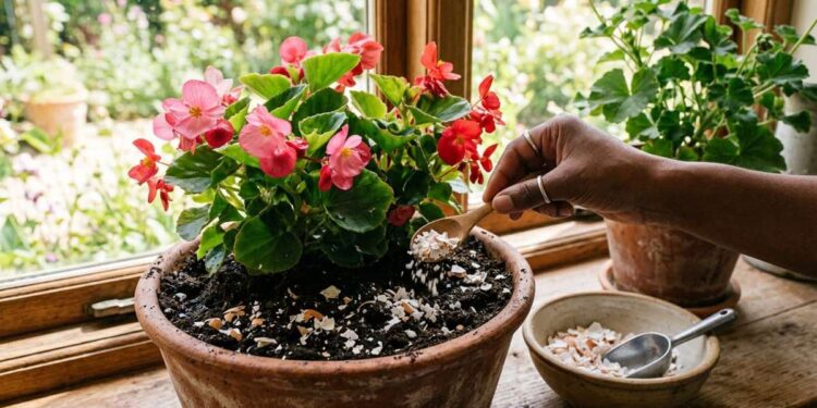 Casca de Ovo: Como Reaproveitar no Jardim para Melhorar o Solo