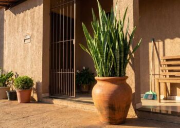 Espada de Santa Bárbara: A Planta que Transforma Entradas com Estilo e Funcionalidade