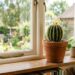Como Proteger Seus Cactos de Janelas Úmidas: Dicas Essenciais