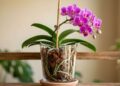 Cultivo de Orquídeas: Técnicas para Garantir Longa Vida e Cores Vibrantes